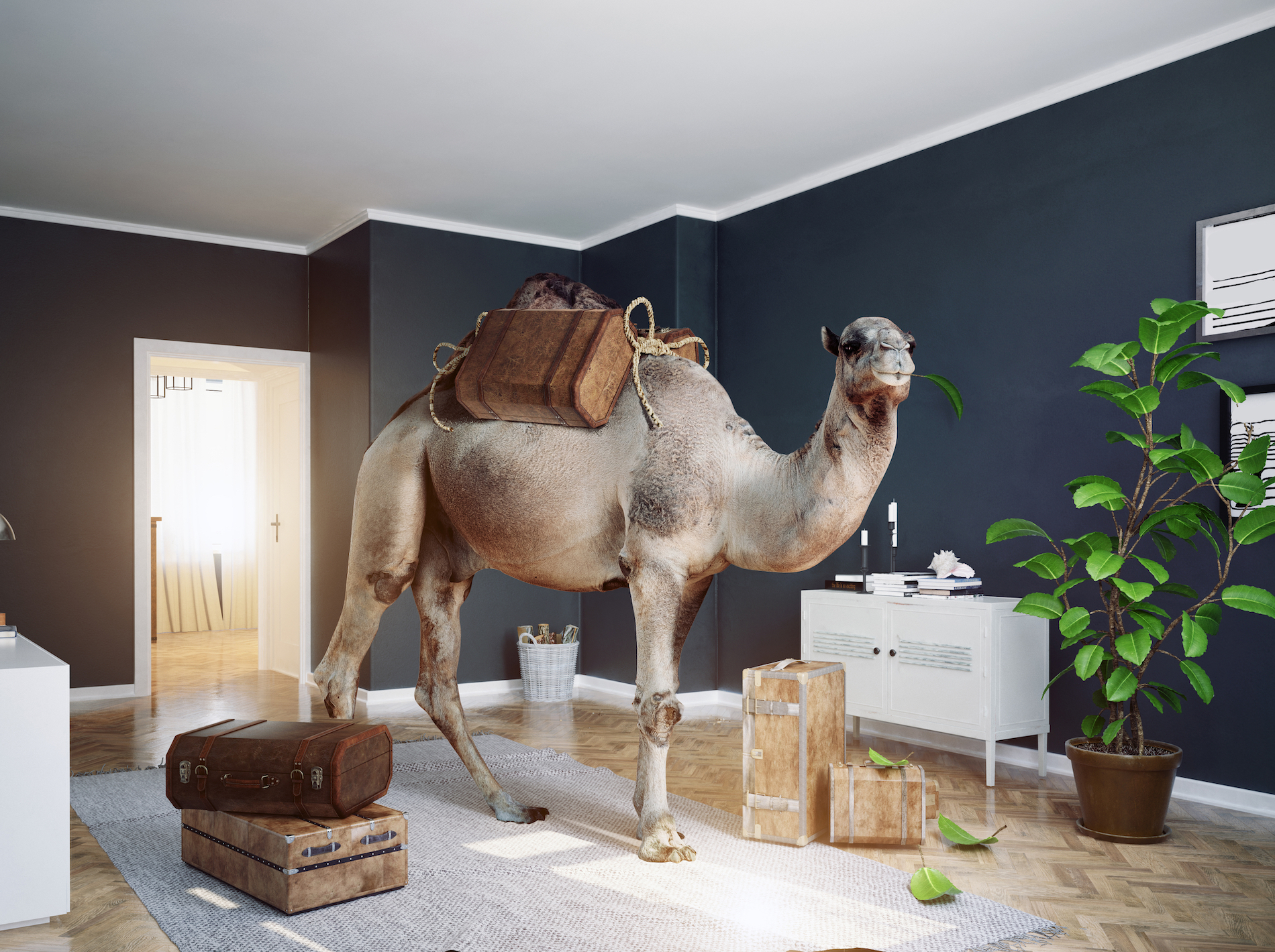 Camel in the room